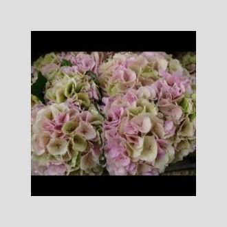 гортензия Verena Classic Pink-Green