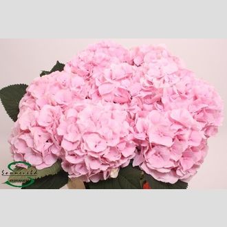 гортензия Verena Pink