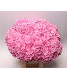 гортензия Fabulous Pink Lagune