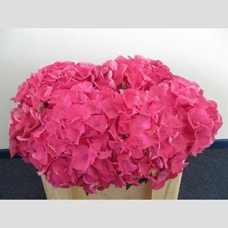 гортензия Glowing Alps Cerise