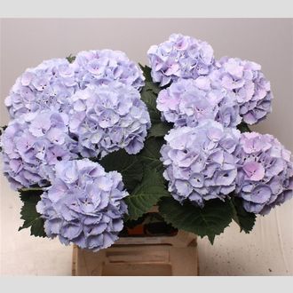 гортензия Lolly Pop Blue