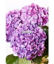 гортензия Glowing Alps Purple