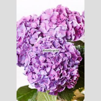 гортензия Glowing Alps Purple