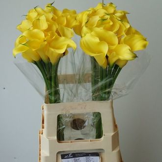 калла Florex Gold