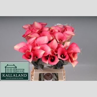калла Auckland