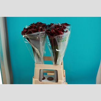 калла Calla Hot Shocolate