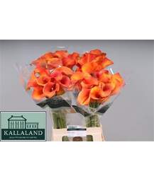 калла Callista