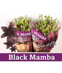 лилия (Aziatich) Black Mamba
