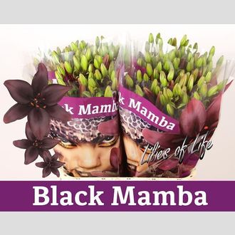 лилия (Aziatich) Black Mamba
