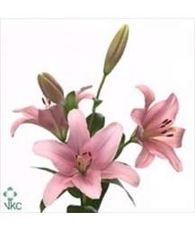 лилия Asiatic Pink