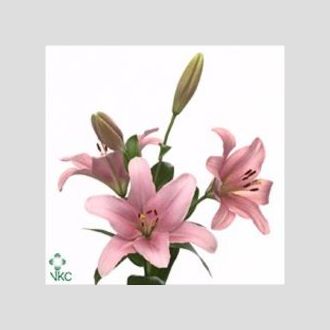 лилия Asiatic Pink