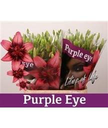 лилия Asiatic Purple Eye