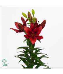 лилия Asiatic Red