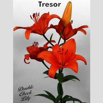 лилия Asiatic Tresor