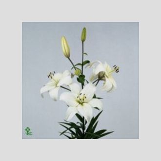 лилия Asiatic White