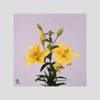 лилия Asiatic Yellow