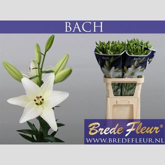 лилия La Bach