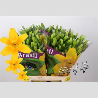 лилия Asiatic Brasil