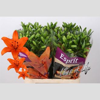 лилия La Esprit