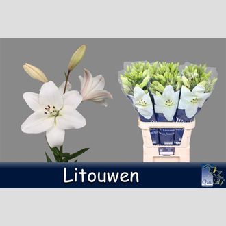 лилия La Litouwen