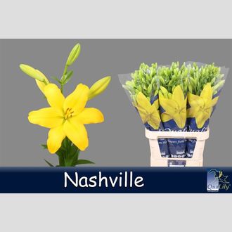 лилия La Nashville