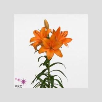 лилия La Orange