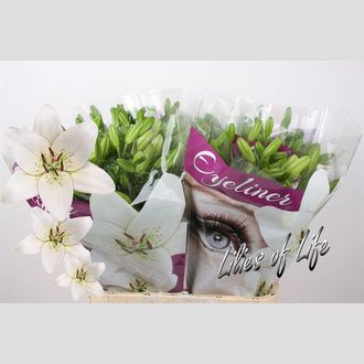 лилия Asiatic Eyeliner