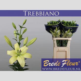 лилия La Trebbiano