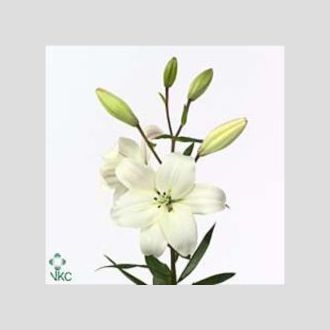 лилия La White