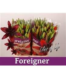 лилия Asiatic Foreigner
