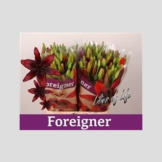 лилия Asiatic Foreigner