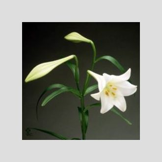 лилия Longi White Heaven
