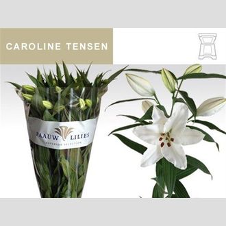 лилия Or Caroline Tenser