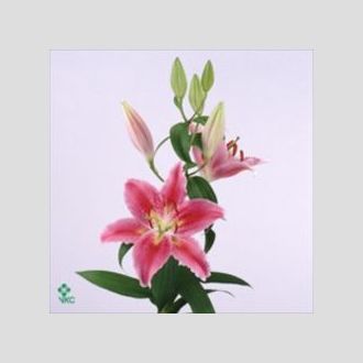 лилия Or Cerise Dark