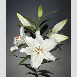 лилия Or Crystal Blanca