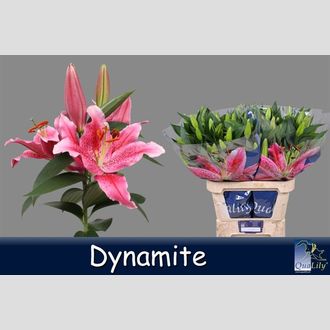 лилия Or Dynamite