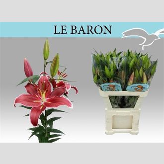 лилия Or Le Baron