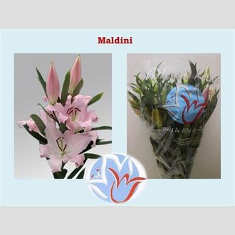 лилия Or Maldini