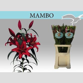 лилия Or Mambo