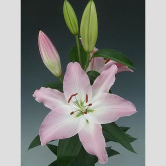 лилия Or Mary Lou