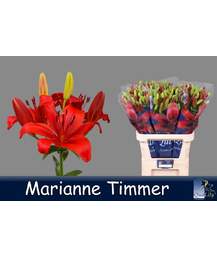 лилия Asiatic Marriane Timmer
