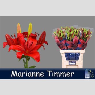 лилия Asiatic Marriane Timmer
