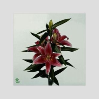 лилия Or Mero Star