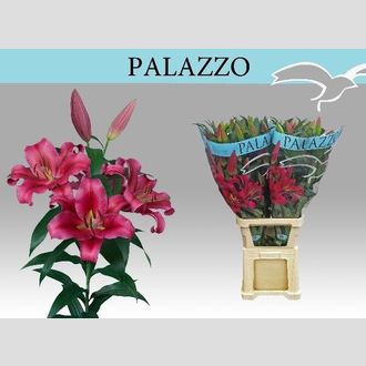 лилия Or Palazzo
