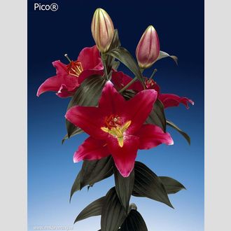 лилия Or Picco