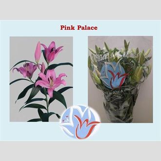 лилия Or Pink Mystery