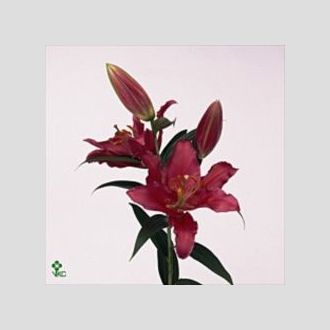 лилия Or Red