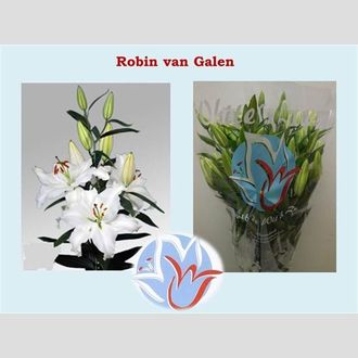 лилия Or Robin Van Galen