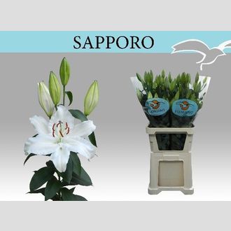 лилия Or Sapporo