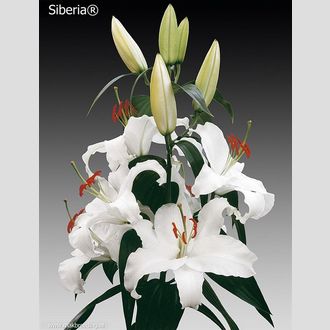 лилия Or Siberia